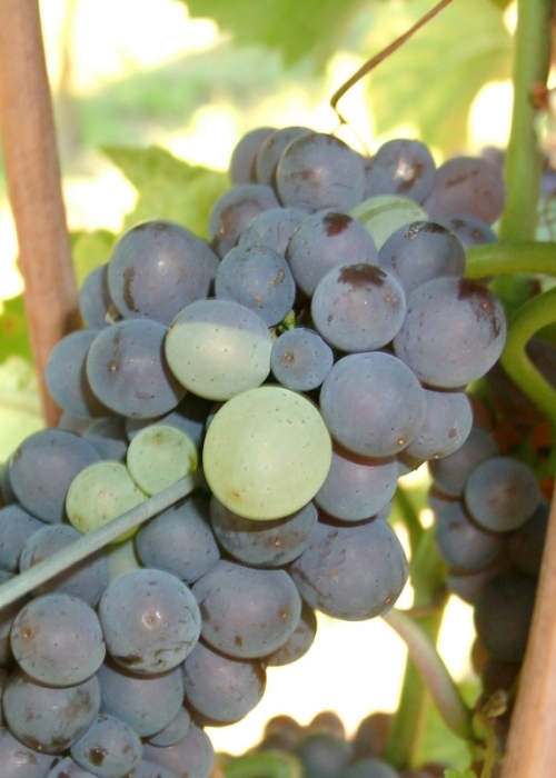 Grauburgunder Mutation l